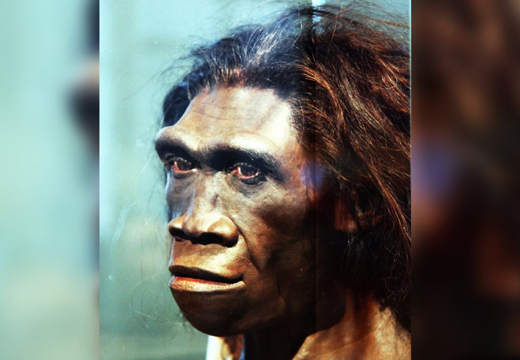 Homo erektus Homo erektus