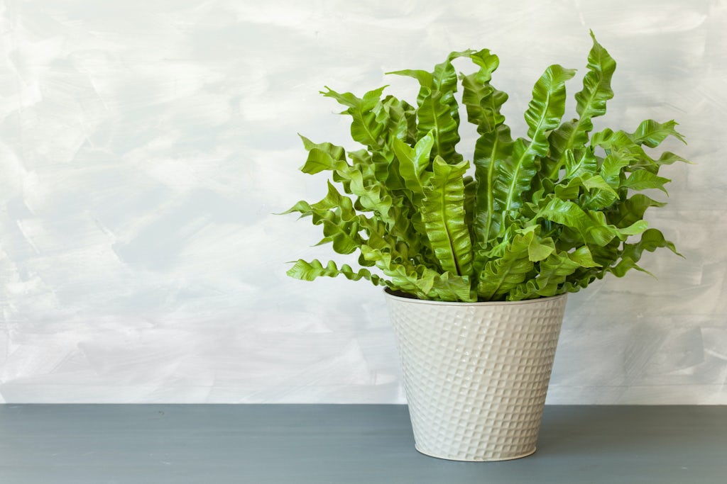 Fugleredebregne Fugleredebregne plante til badeværelset