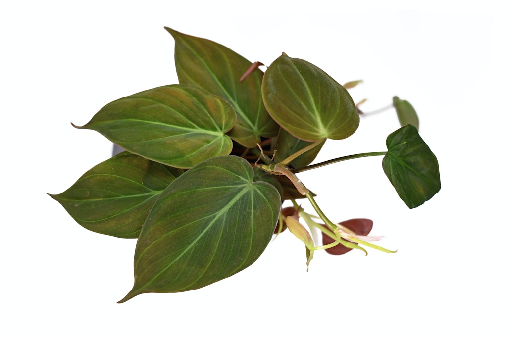 Hjertefilodendron Hjertefilodendron til badeværelset