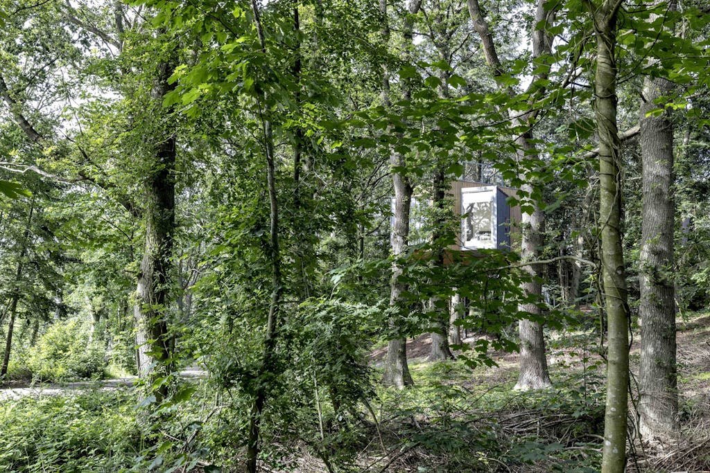 Løvtag i Mariager Skov