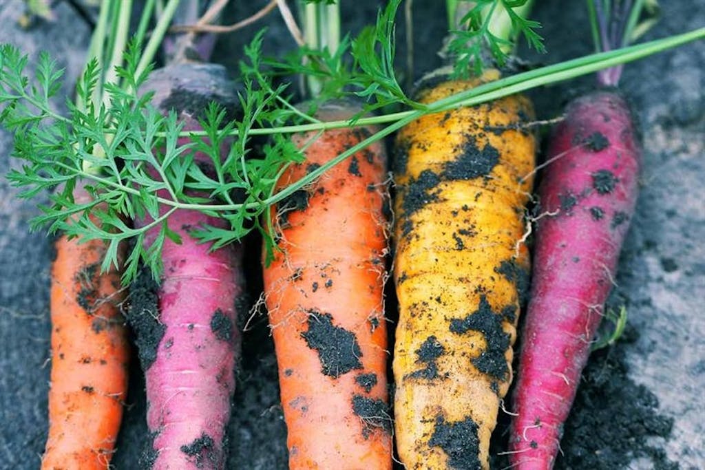 rodfrugter Sjø Oslobåden DFDS restaurant