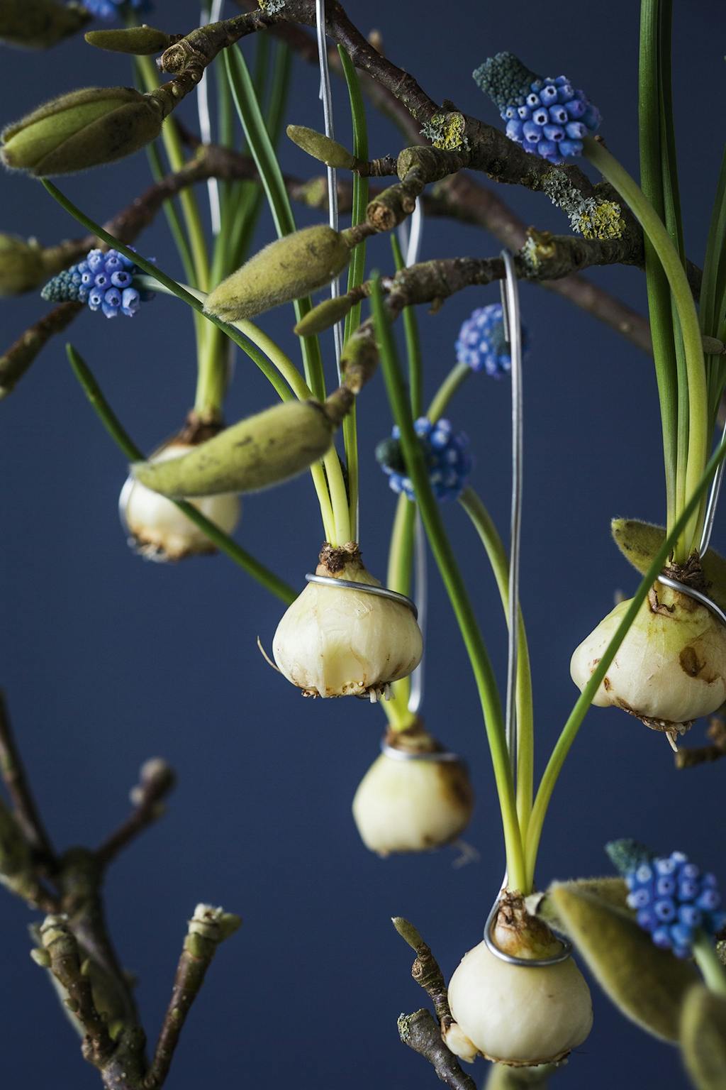 perlehyacinter på magnoliegren af blomsterdesigner annette von einem