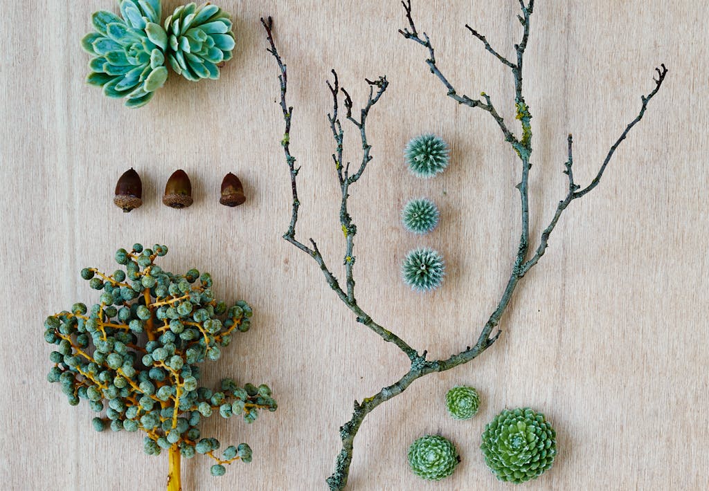 Plantemateriale til fremstilling af dørkrans 