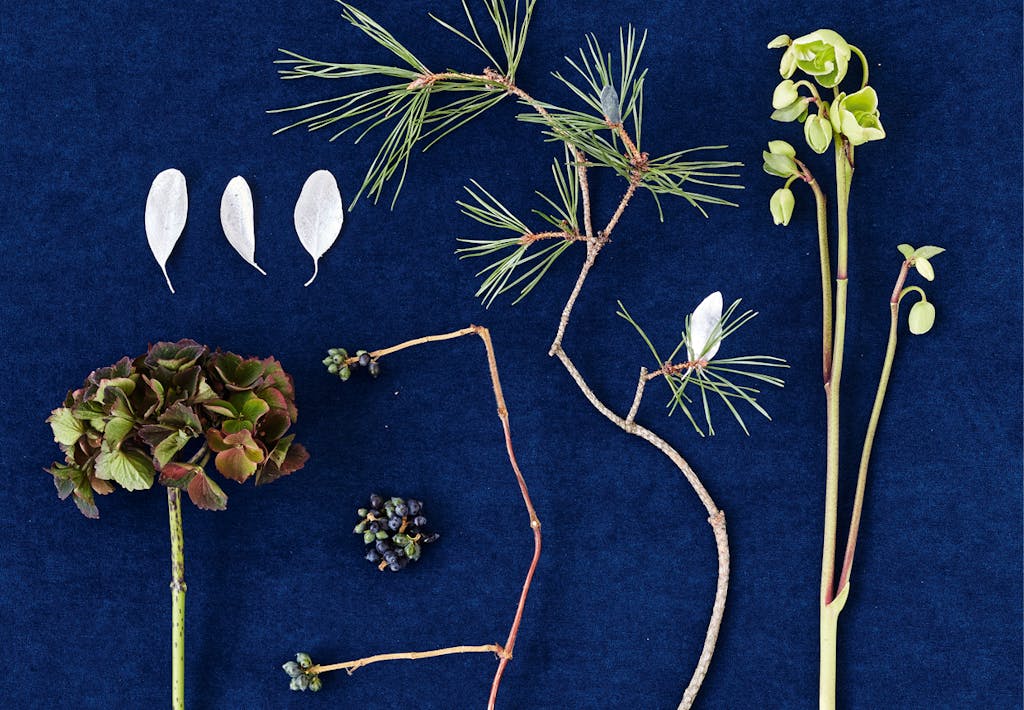 Plantemateriale til fremstilling af buket med juleroser