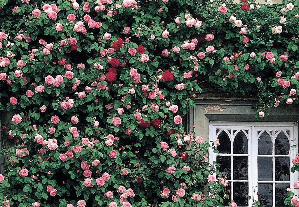'Constance Spry' fra David Austin Roses 'Constance Spry' fra David Austin Roses