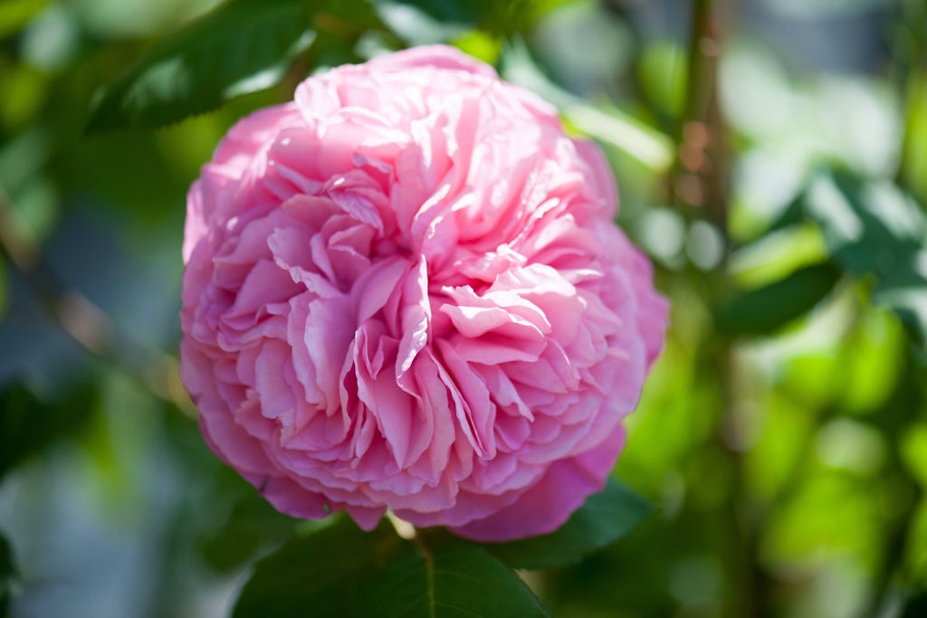 Remonteret floribunda rose