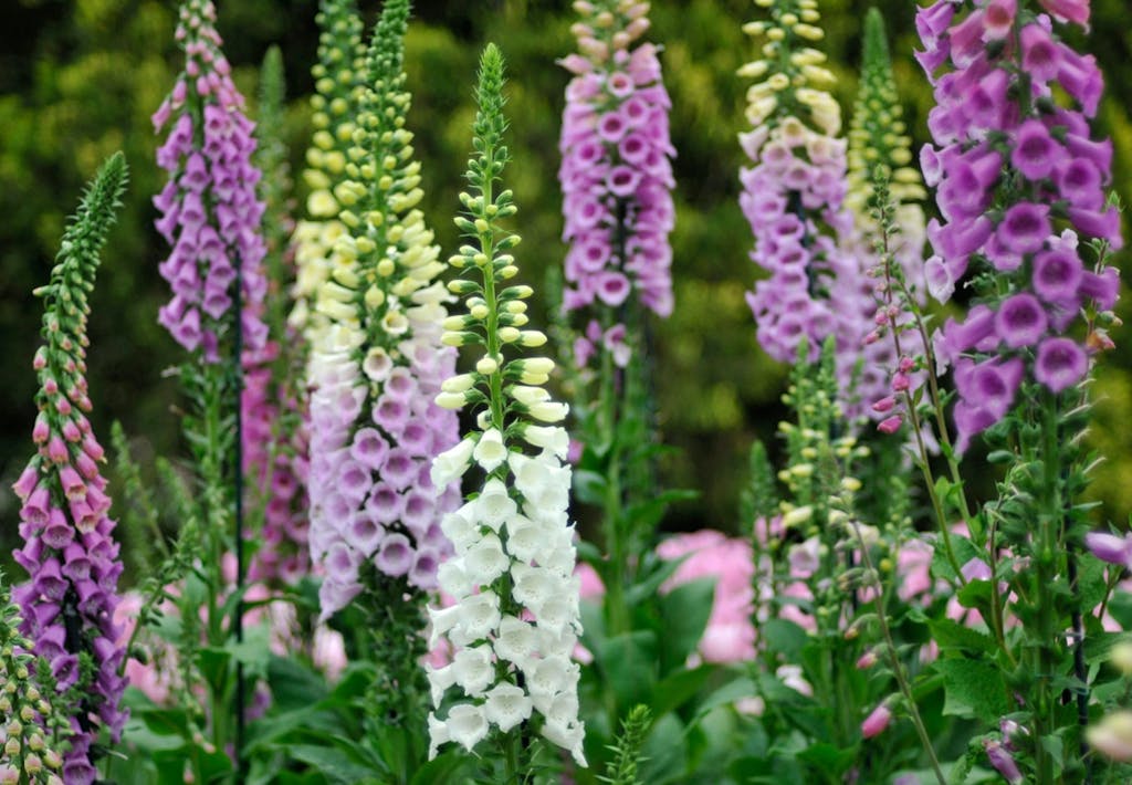Fingerbøl (Digitalis purpurea)