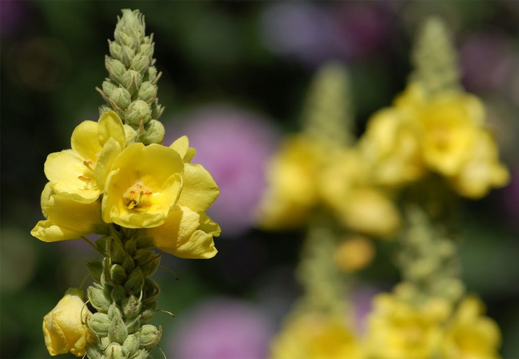 Kongelys (Verbascum)