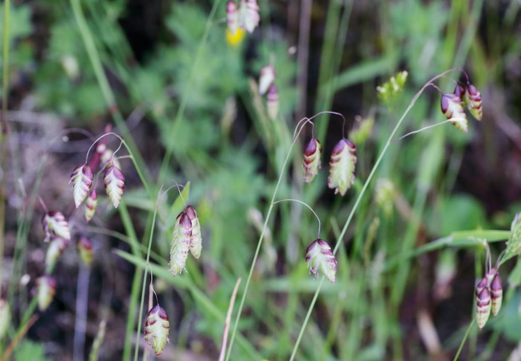 Hjertegræs(Briza media)