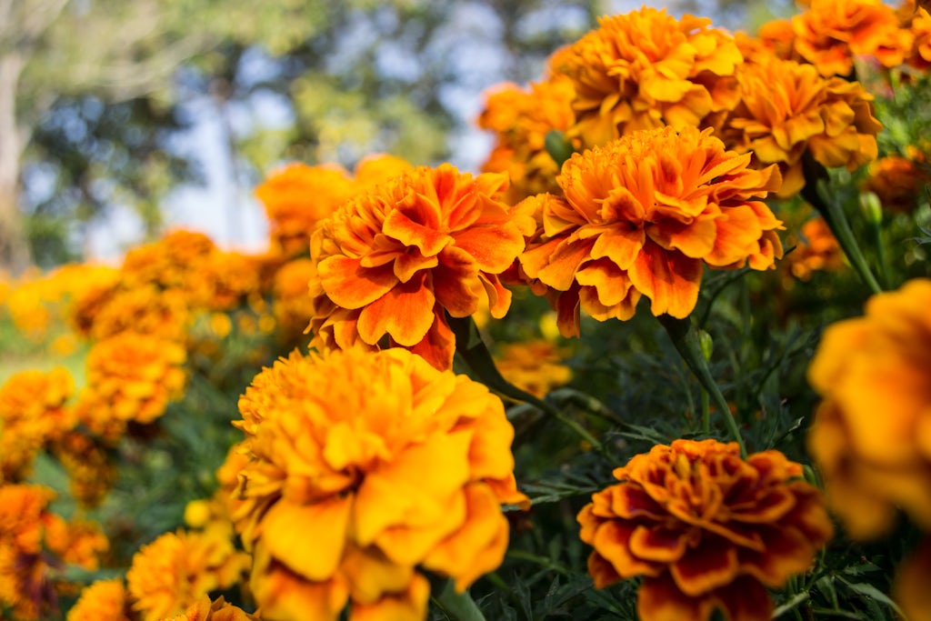 Orange blomster