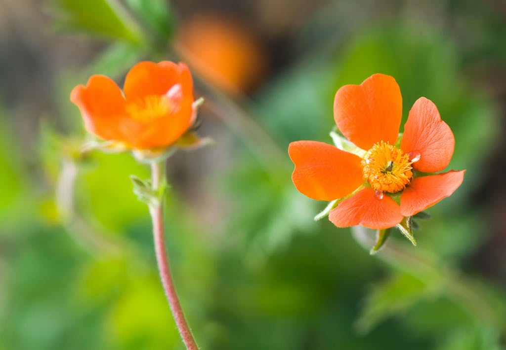 Nellikerod (Geum hybridum)