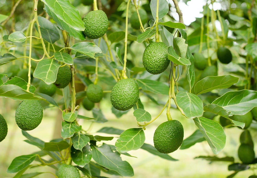 Avocadoer hænger på træet