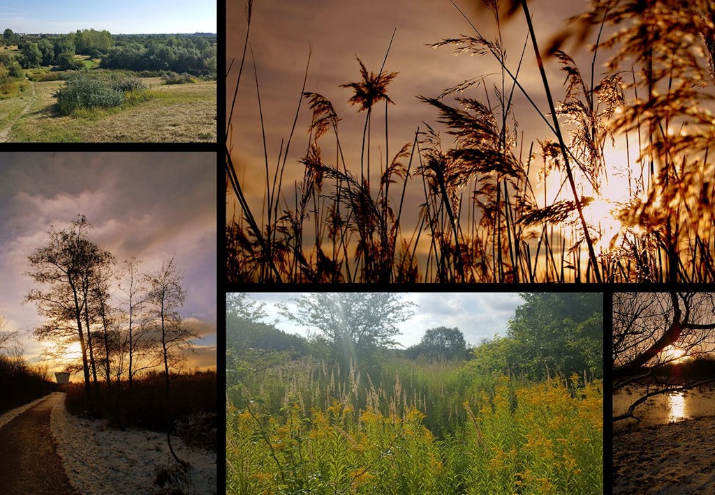 Så smuk er naturen i dag i det område, der skal blive til Amager Fælled Kvarter