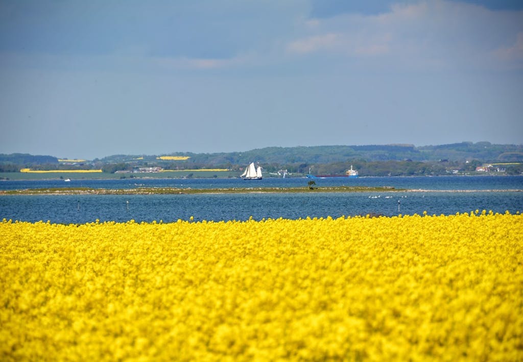 Knitrende gule rapsmarker på Sydfyn med kig ud over havet
