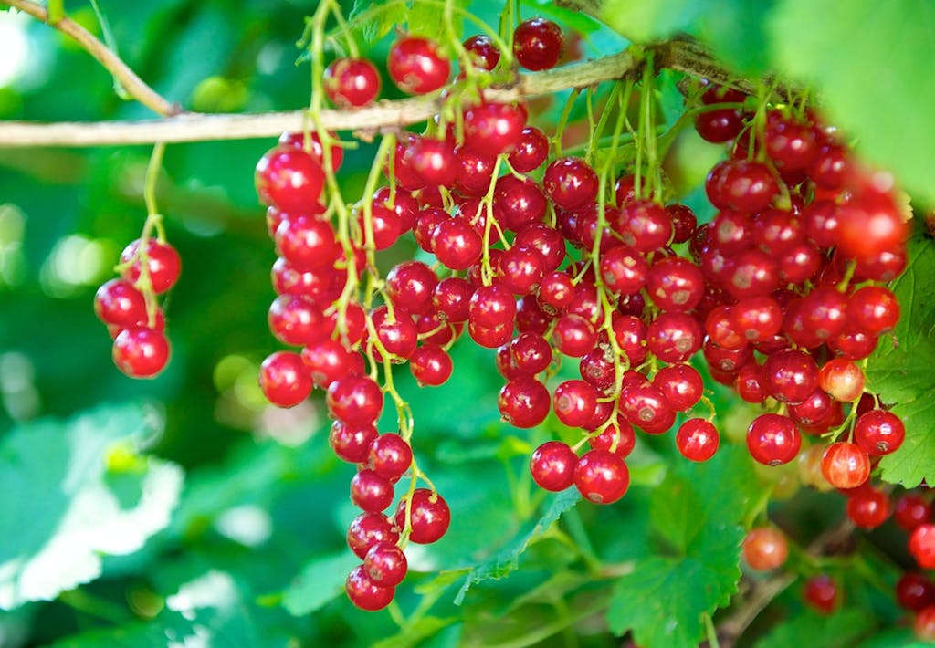 Modne ribs i klaser på en ribsbusk