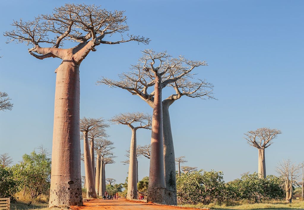 Baobab avenuen på Madagascar