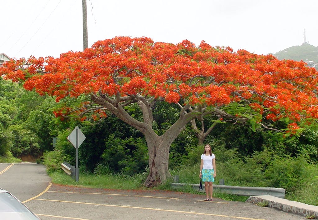Flamboyant træ på St. Thomas