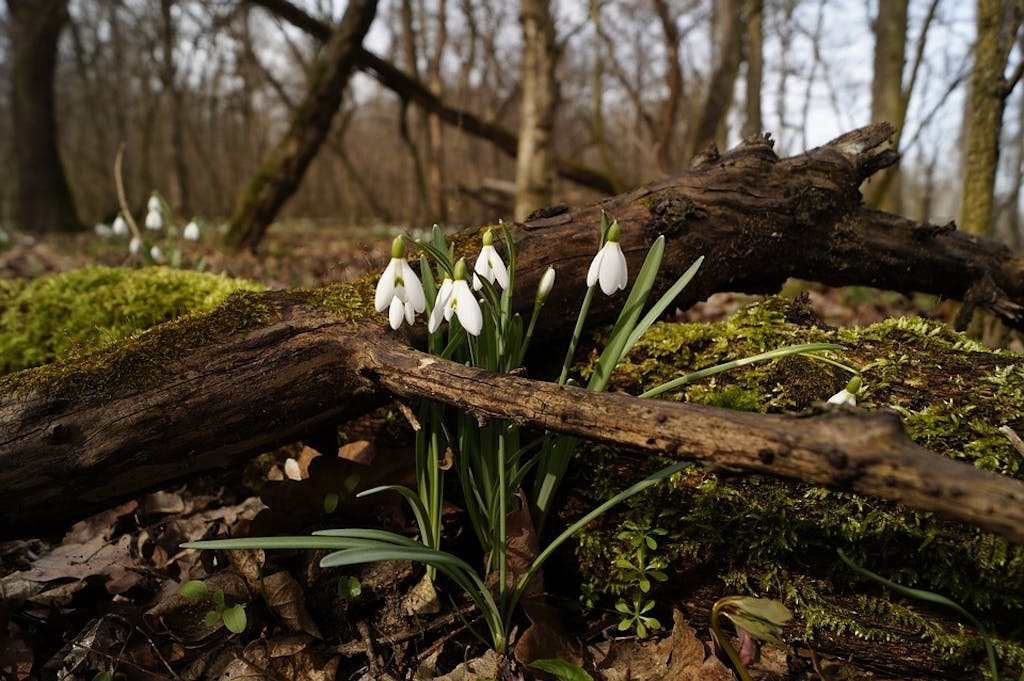 Kan jeg have pyntende blomster i haven til vinter? 