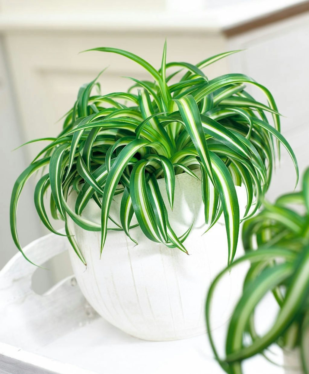 Væddeløber Væddeløber plante til badeværelset