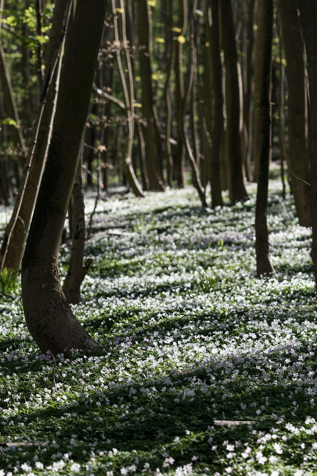 SKOVANEMONER I HAVEN