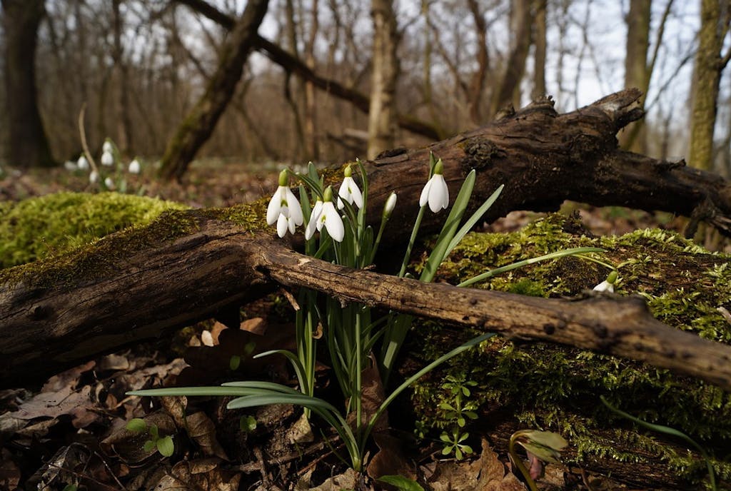 have vinter planter vinterklar vintergækker