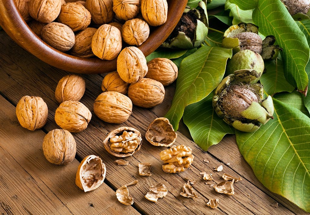 Valnødder - hjernestensfrugten