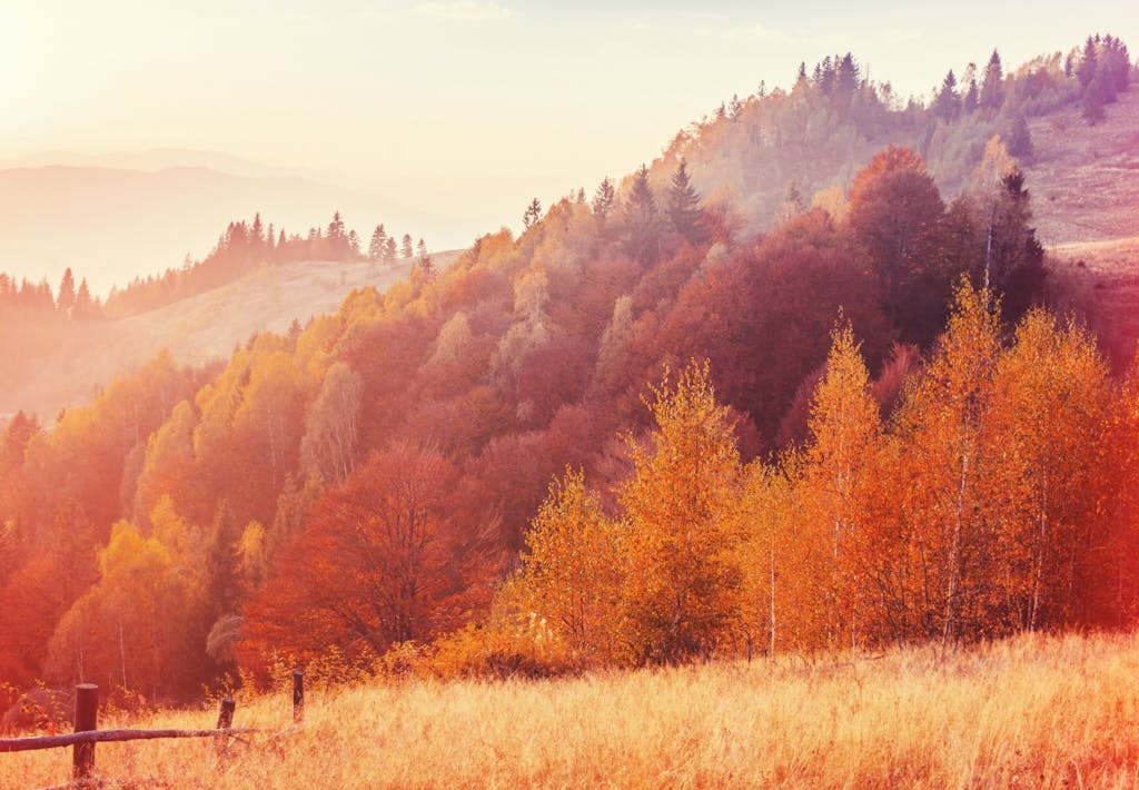 Sollys og bladenes farver snyder dit øje