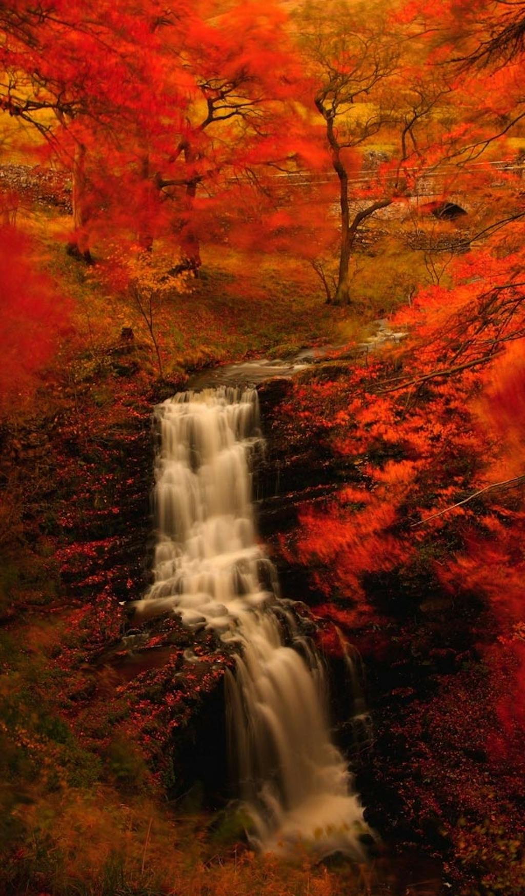 Røde blade spiller kostbare