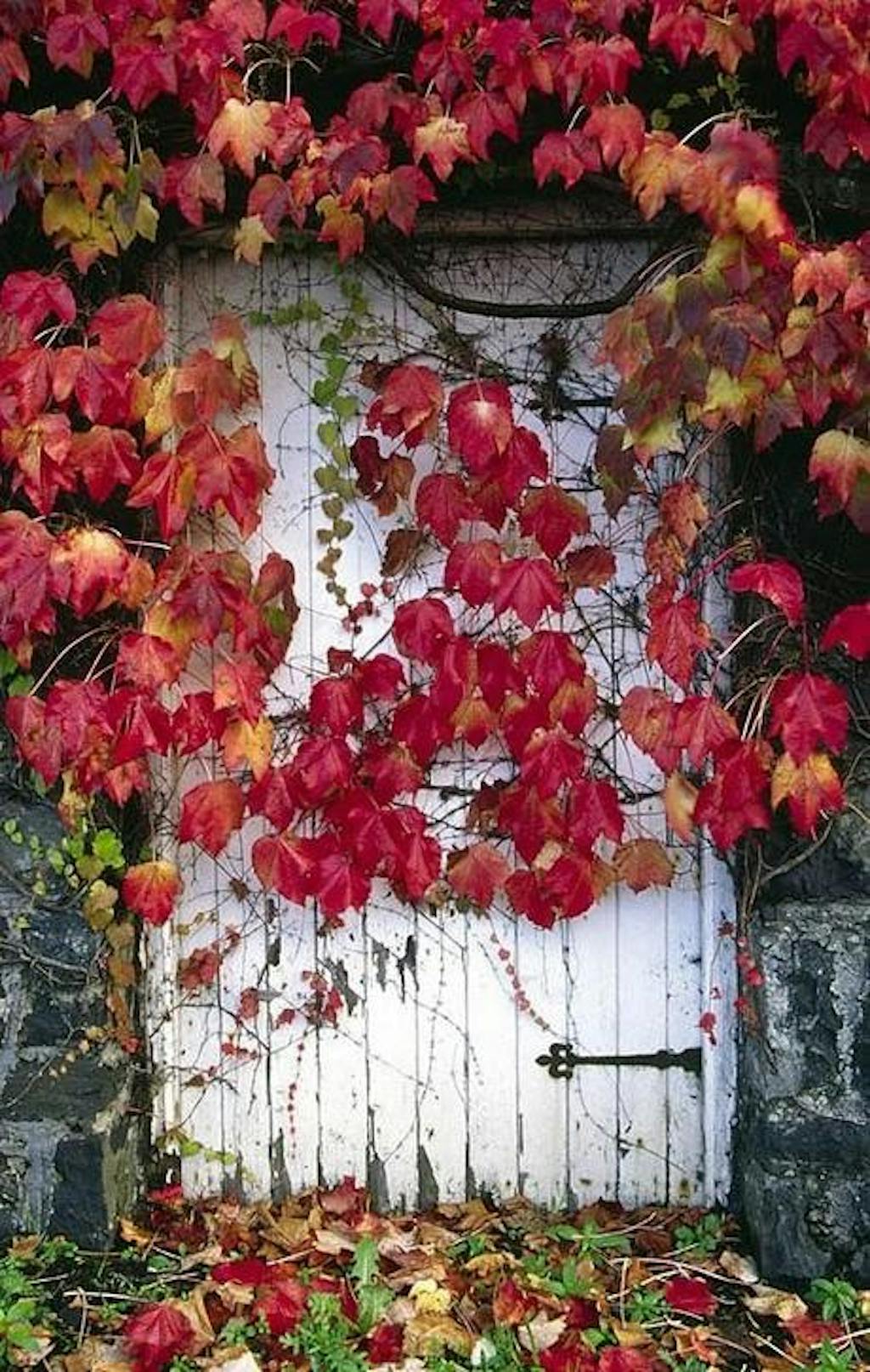 2016 var et rødmende år