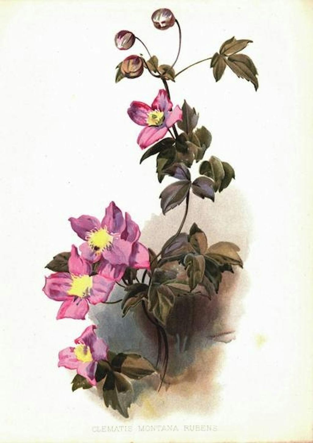 Plantes i foråret eller efteråret