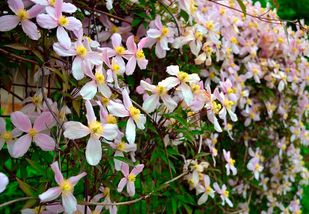 Clematis Montana kan blive op til 10 meter høj