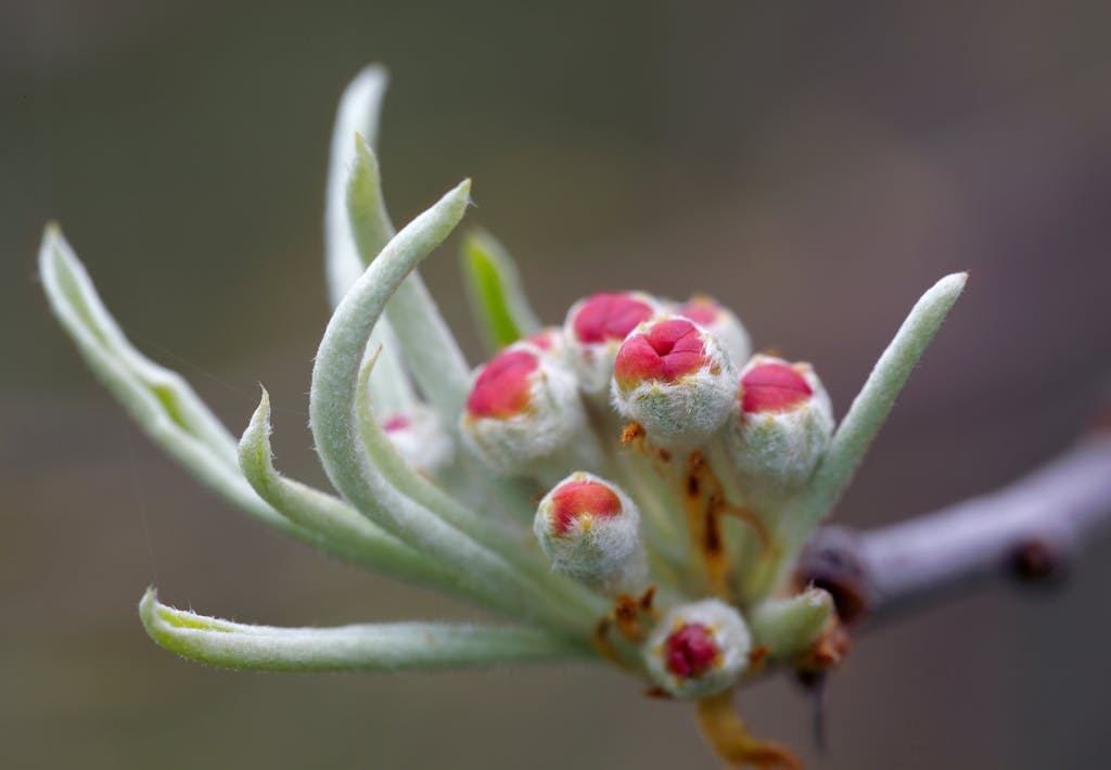 Blomstrer om foråret og får små, hårde frugter