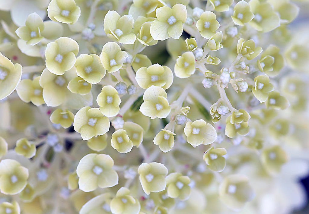 Forlæng blomstringen 