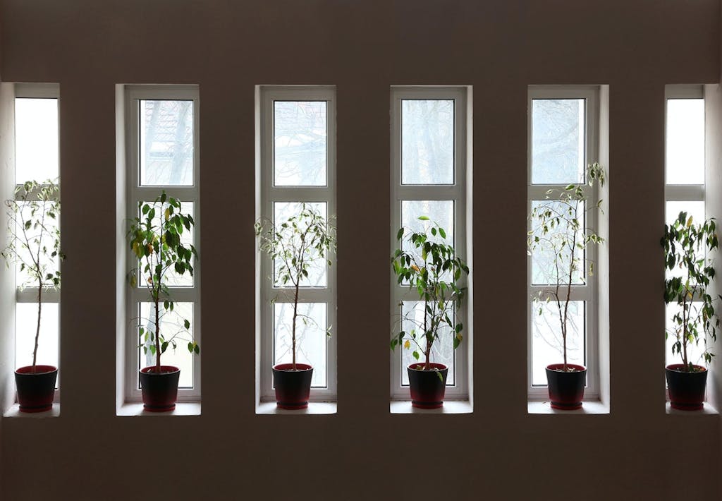 Luftrensende planter i soveværelset