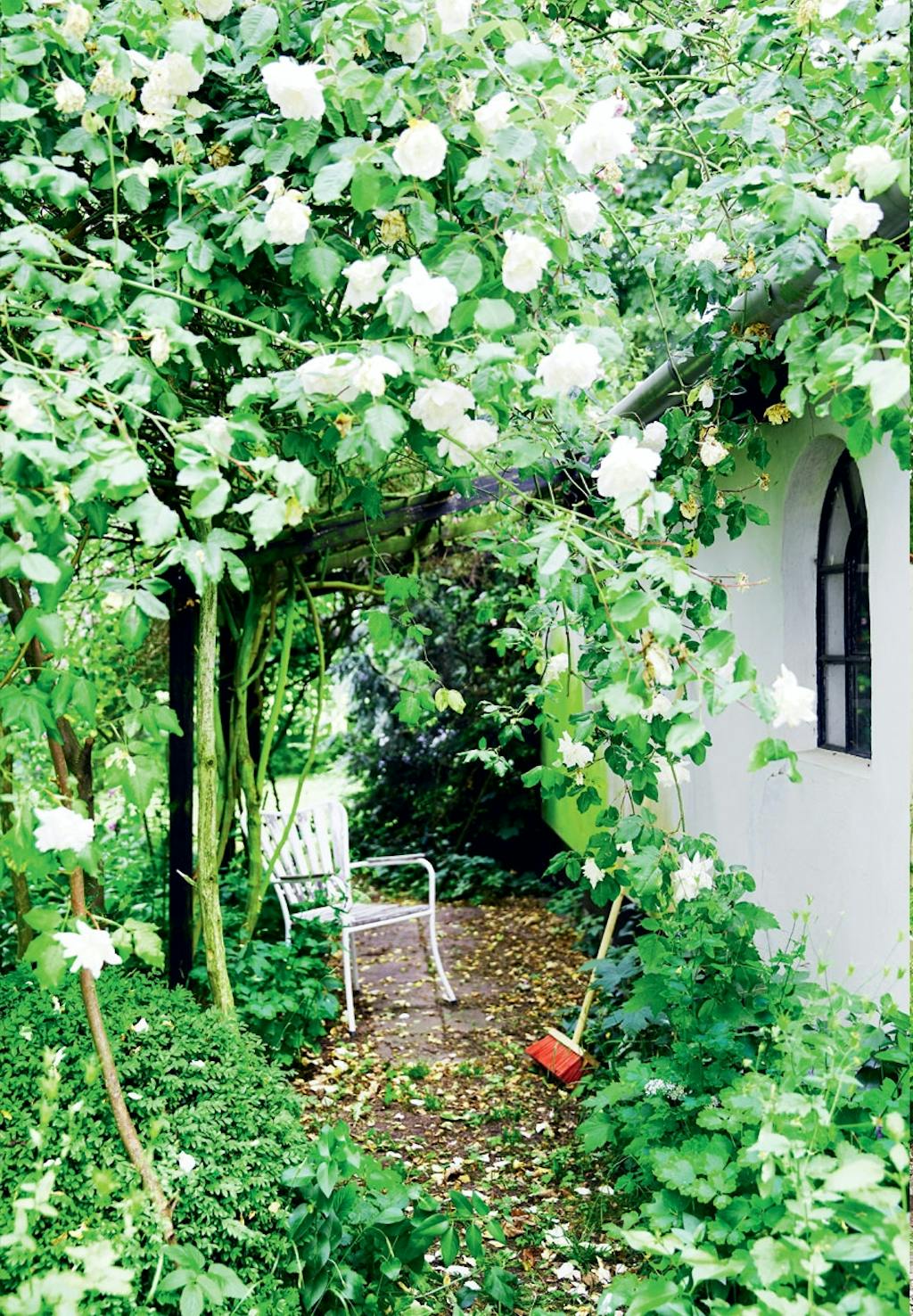 Elegante klatreroser i haven