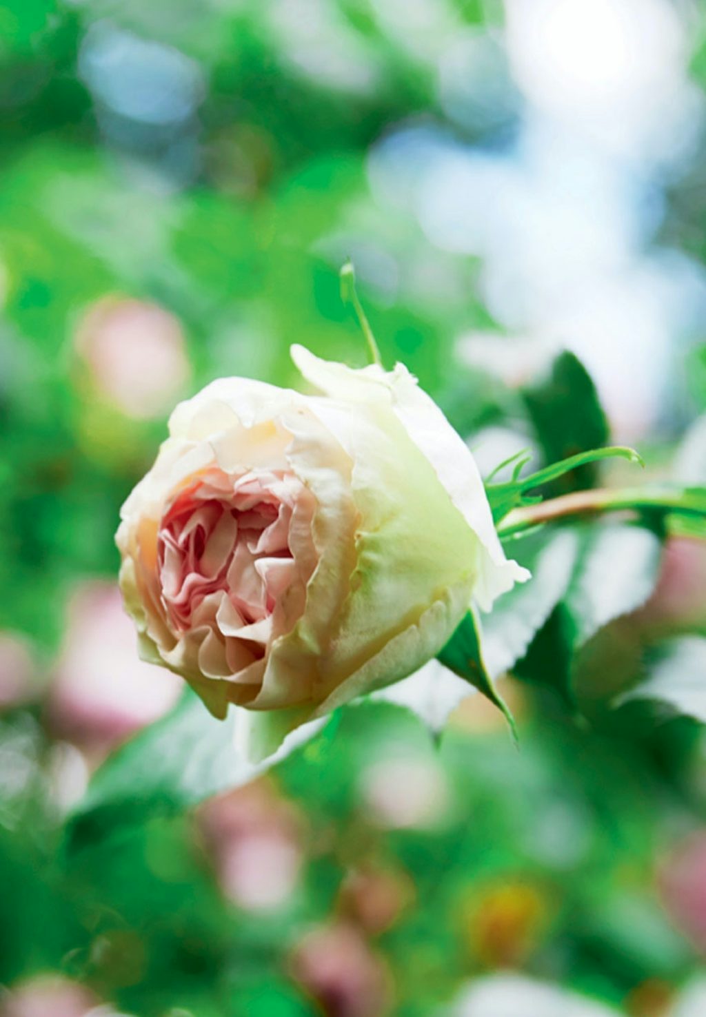 Smuk og velduftende Pierre De Ronsard-rose Smuk og velduftende Pierre De Ronsard-rose