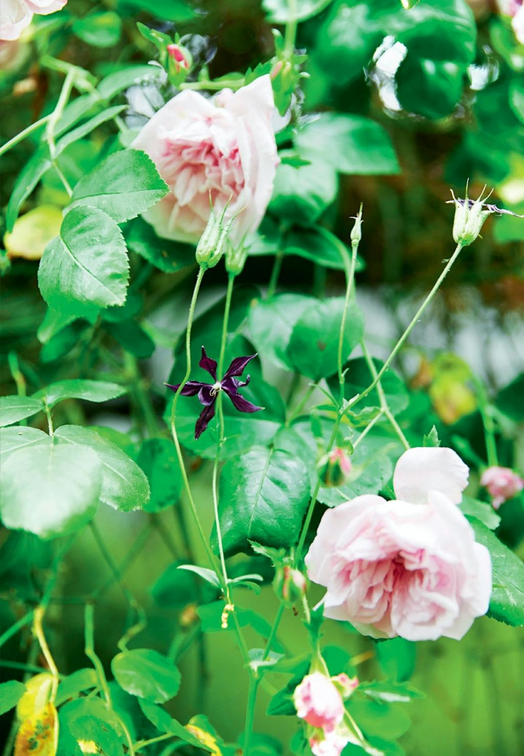 Have med lyserøde Arvensis Splendens-roser 