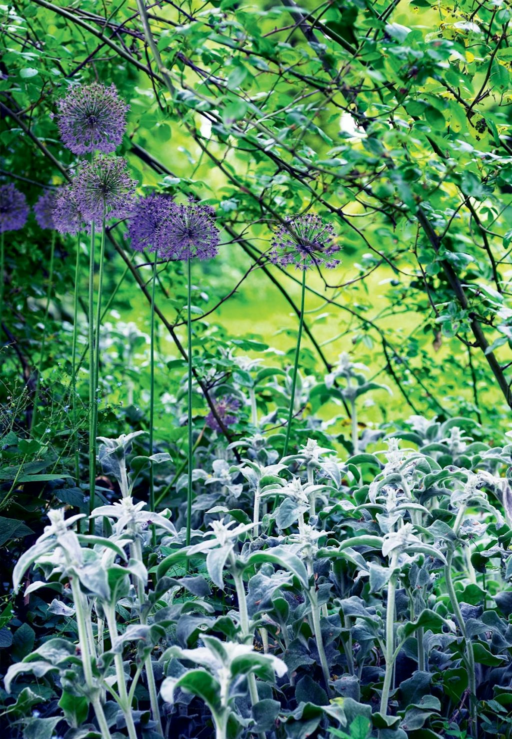 Have med høje blomster i lilla nuancer Have med høje blomster i lilla nuancer