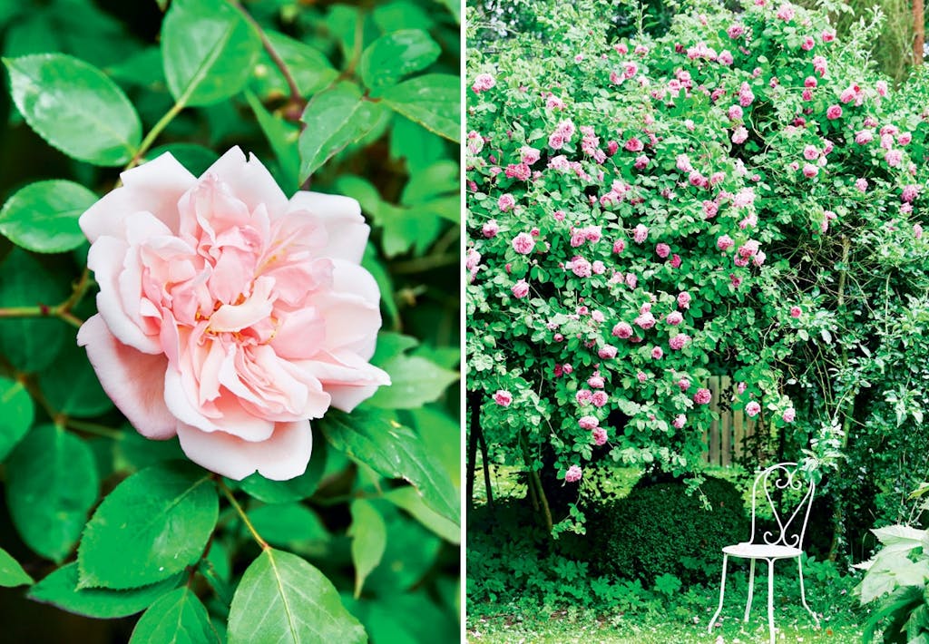 Firelænget gård syd fra København med stor rosenhave
