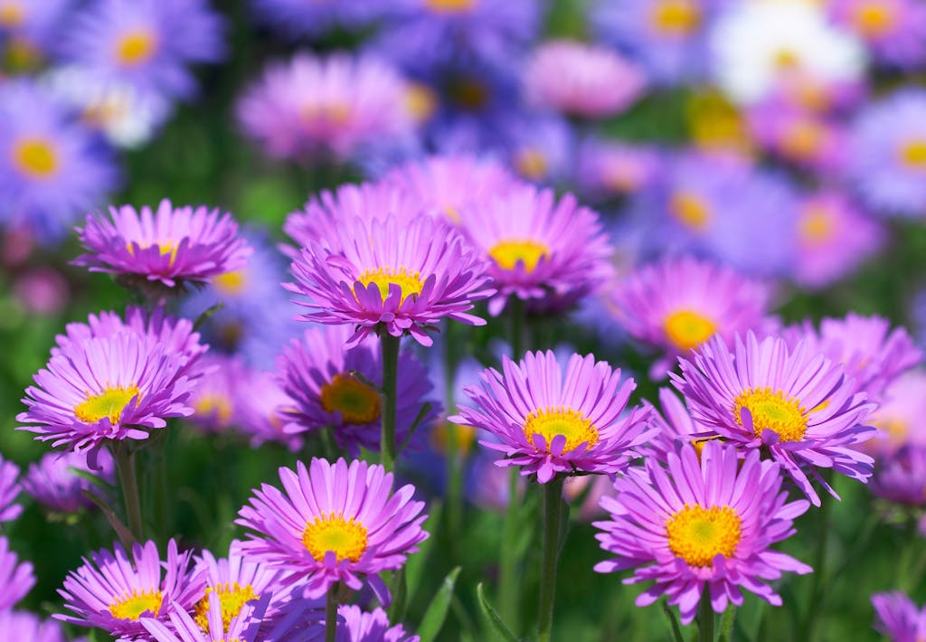 Asters skaber glæde langt ind i efteråret
