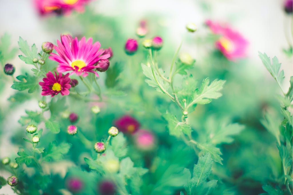 Gødning giver farver