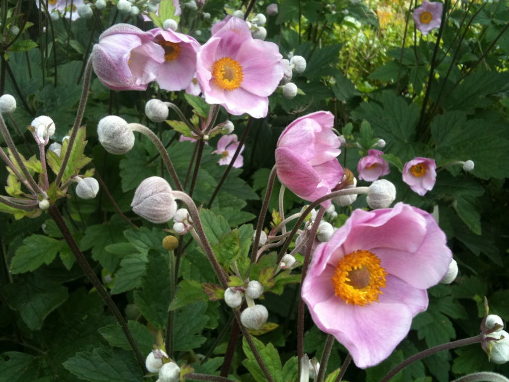Egner sig perfekt til efterårs-buketter