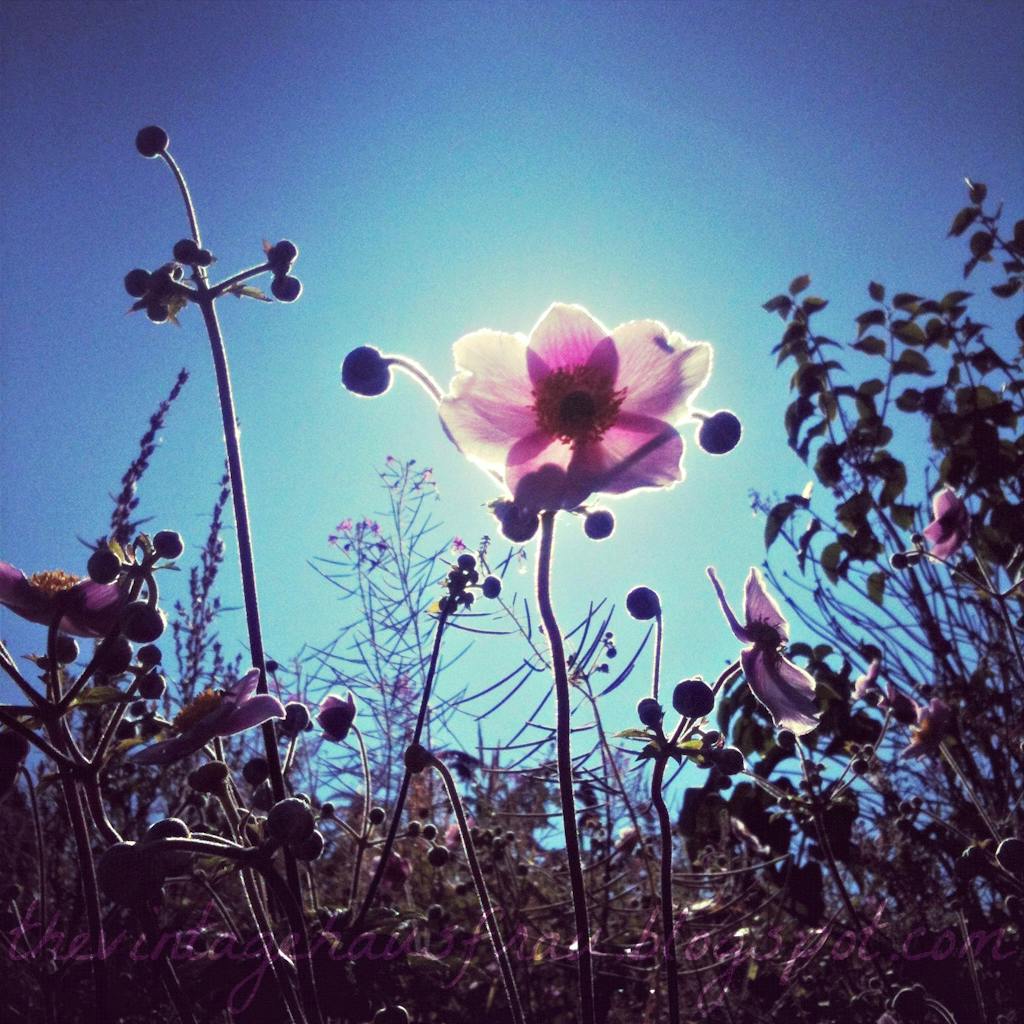 Rødderne skyder i alle retninger