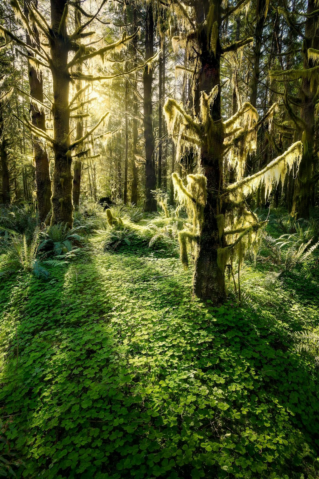 Olympic National Park, Washington Olympic National Park, Washington