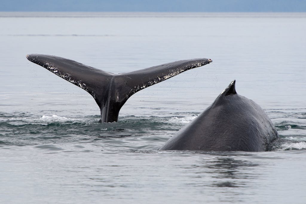 Glacier Bay National Park, Alaska