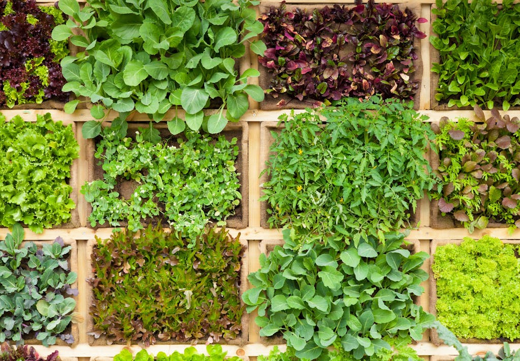 Dyrk krydderurter og salater i 'firkanter'