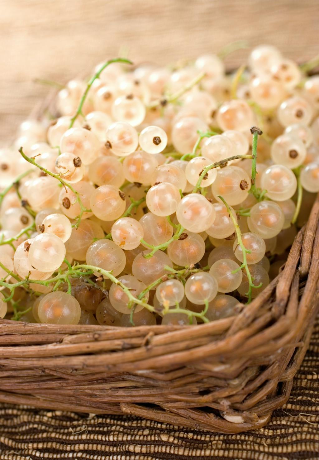 Ribsbusken har vokset i danske nyttehaver siden 1700-tallet