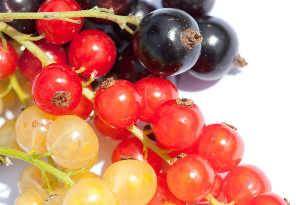 I nær familie med solbær