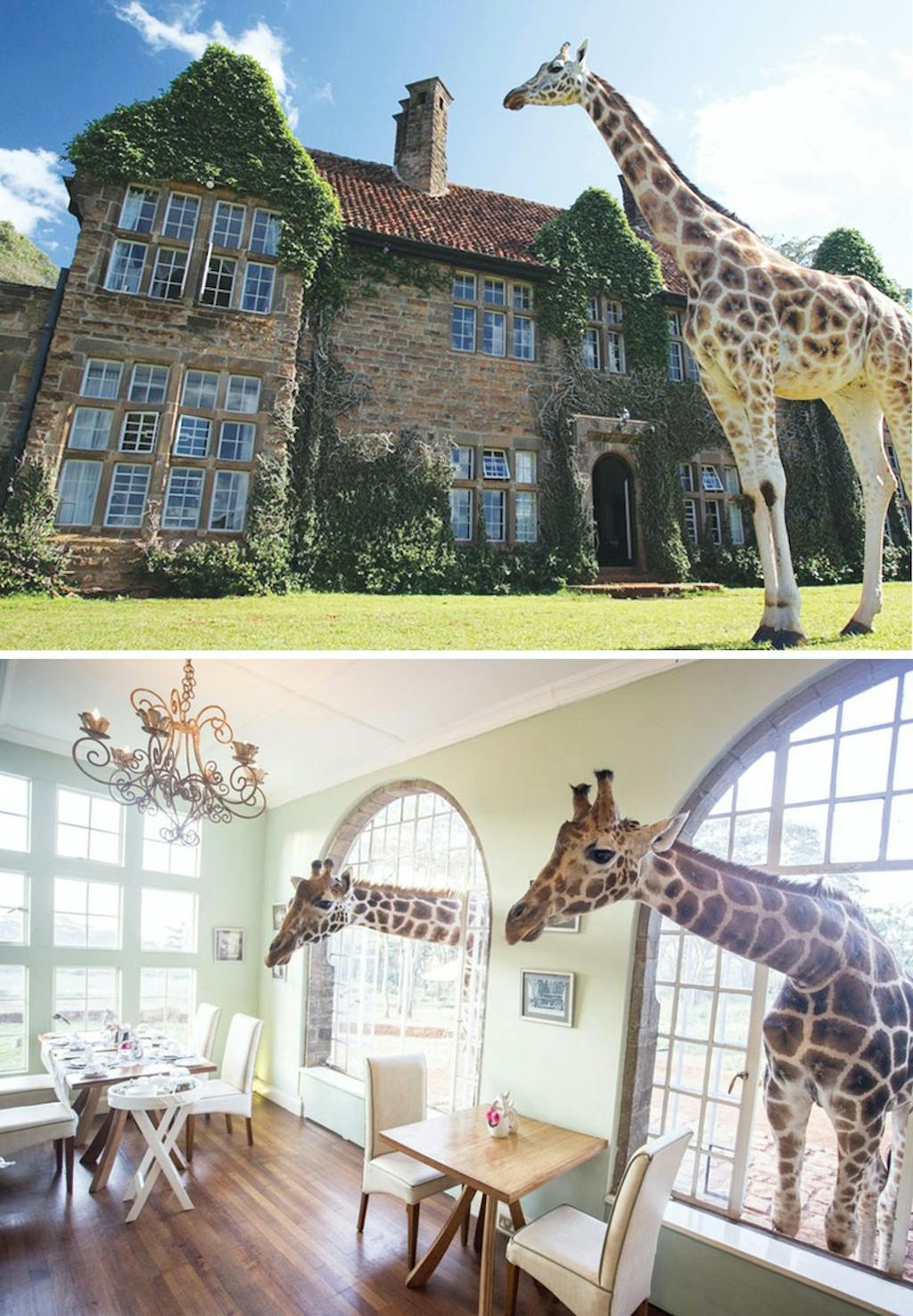 Spis middag med girafferne