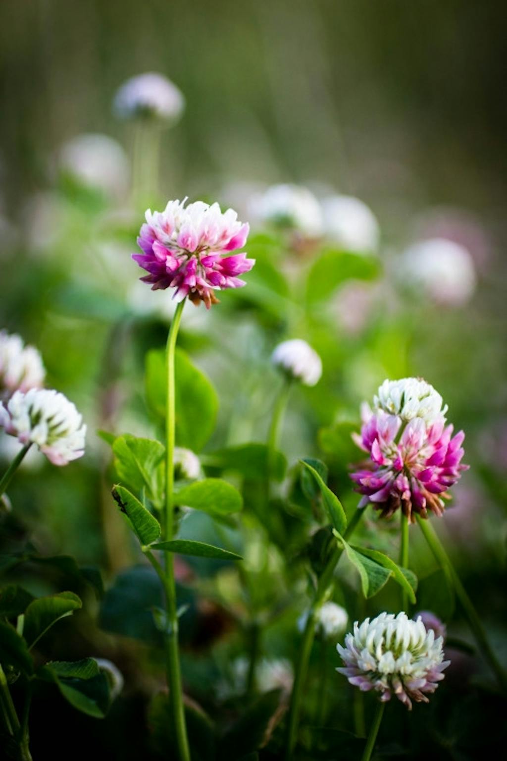 Hårdfør plante - perfekt som bunddække